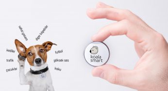 Koala ile can dostunuzu kaybetme riskini azaltın