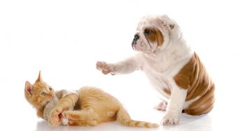 PetCube ile evcil hayvanlarınızı uzaktan neşelendirin