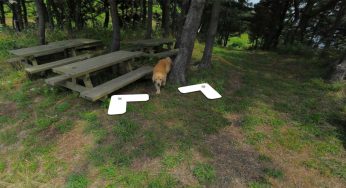 Sokak görünümü fotoğrafçısı sevimli köpek tarafından trollendi